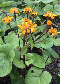 Ligularia dentata                                 